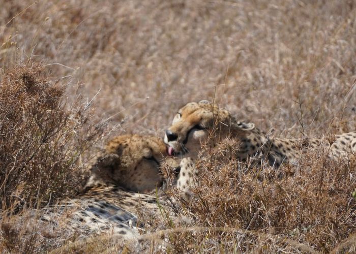 Cheetah Tanzania