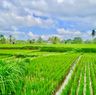 Verlenging Canggu – Strand, surfen & ontspannen